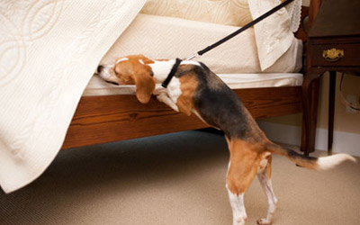 Is Canine Bed Bug Detection Is Useful? 4 Mindful Reasons To Know