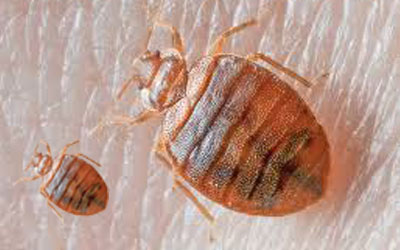 5 Popular Household Items: A Perfect Hiding Place For Bed Bugs