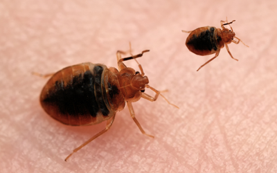 How To Know Your Living Space Is Infested With Bed Bugs?