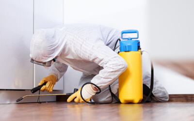 5 Tools Necessary To Kill The Bed Bugs From Hidden Crevices