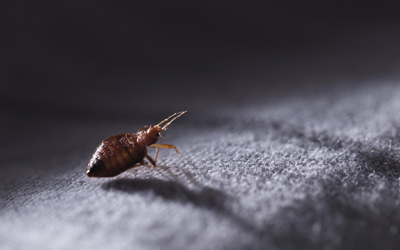 Smart Tips & Tricks To Deal With Bed Bugs While Traveling