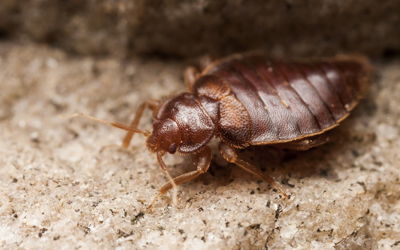 5 Bed Bugs Misconceptions Debunked