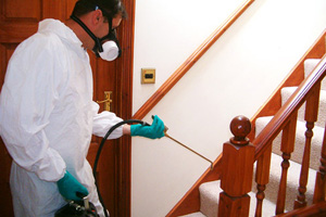 Things to Ask a Bed Bug Removal Company before Appointing