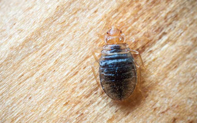 What Causes Bed Bugs Infestation? Explained by experts.