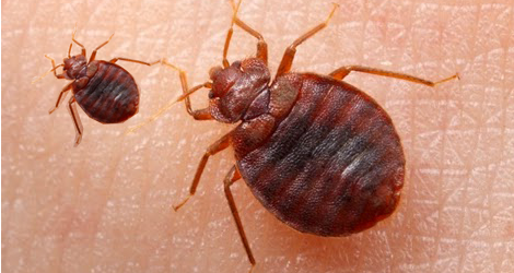 What To Do & Not During Bed Bug Infestation?