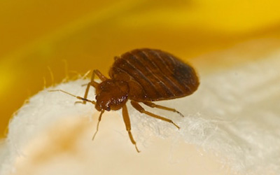 Expert's Easy Tips To Prevent Bed Bug Infestation